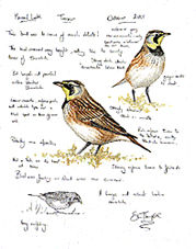 Horned Lark